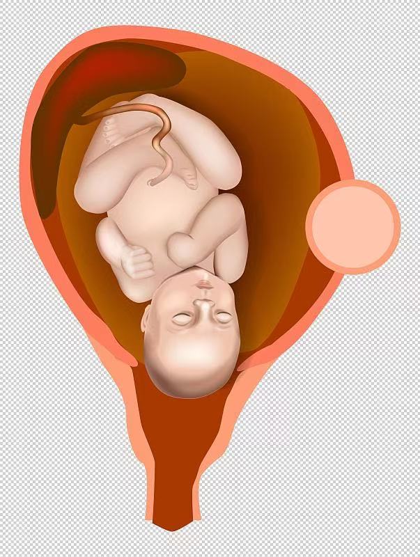 胚胎里的寶寶都在干嘛？