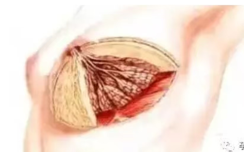 乳腺疾病的四大根源與療法